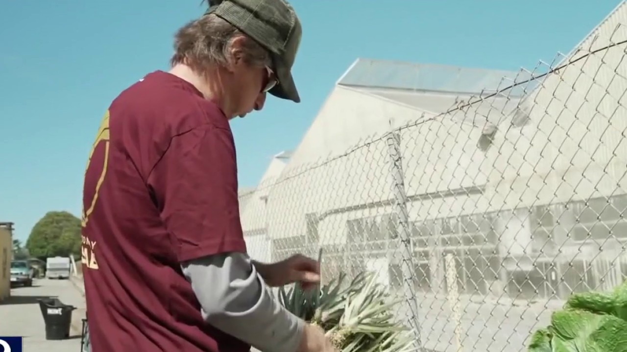 Zip Trips Half Moon Bay: Wasabi farm 