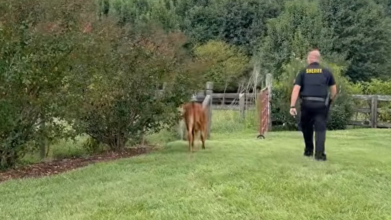 Deputy spots loose calf in rush hour, see what happens