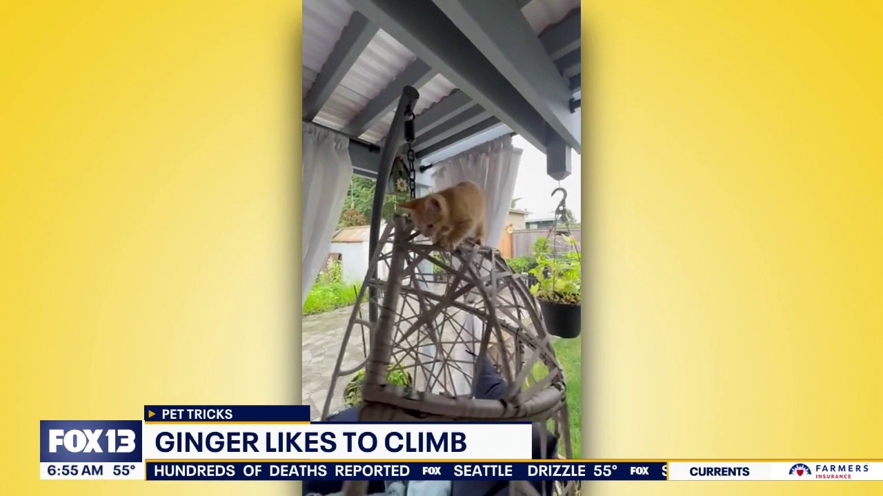 Pet Tricks for Friday, June 26