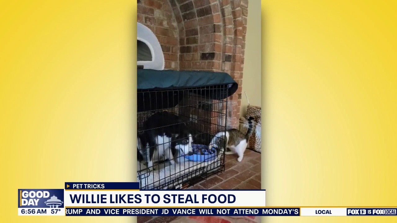 Pet Tricks for Friday, July 3