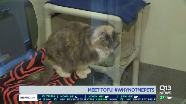 Meet Tofu! #WhyNotMetPets