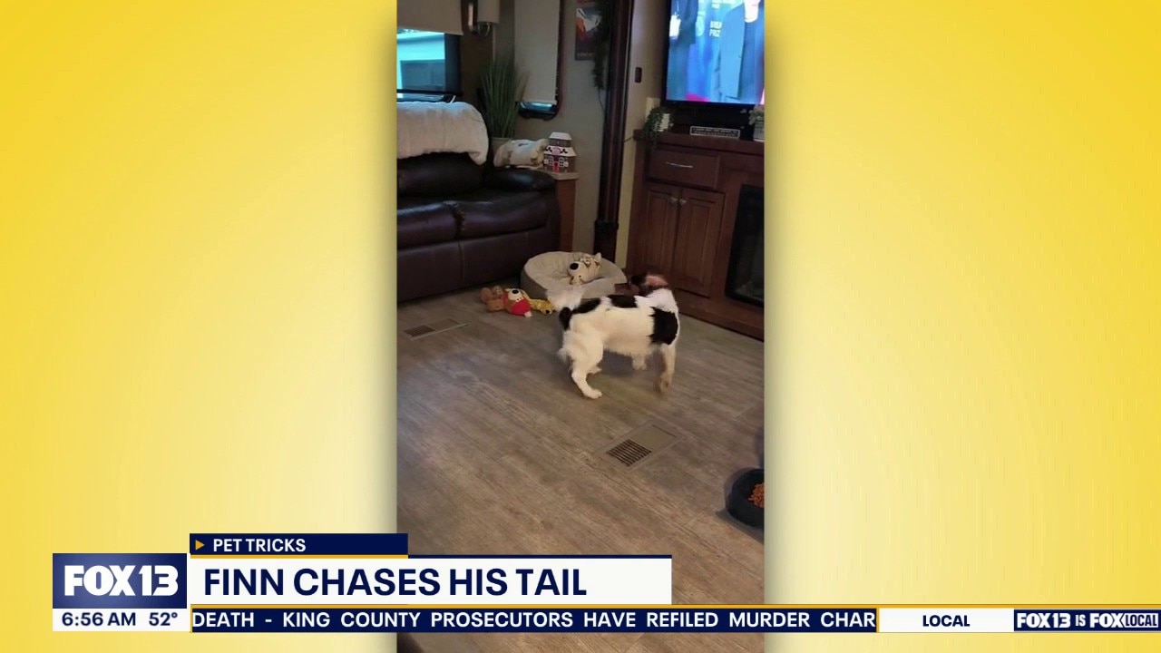 Pet Tricks for Wednesday, July 1