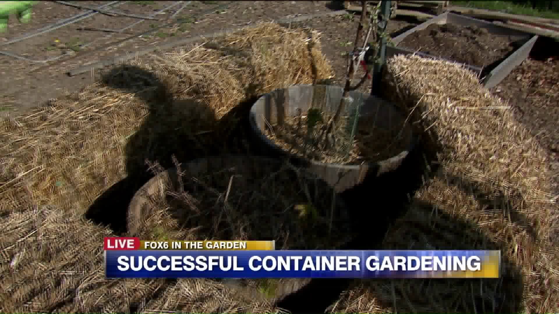 Plants living in containers year around need help to survive the winter