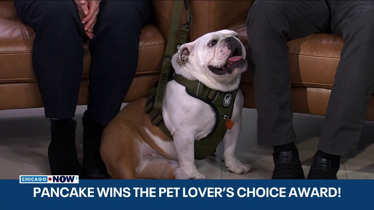 Local pup takes home Pet Lover’s Choice Award | ChicagoNOW