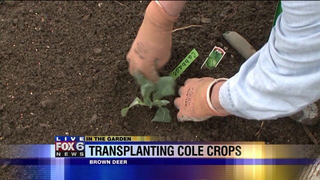 Transplanting cole crops