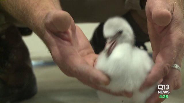 Cute little flamingo joins the Woodland Park Zoo