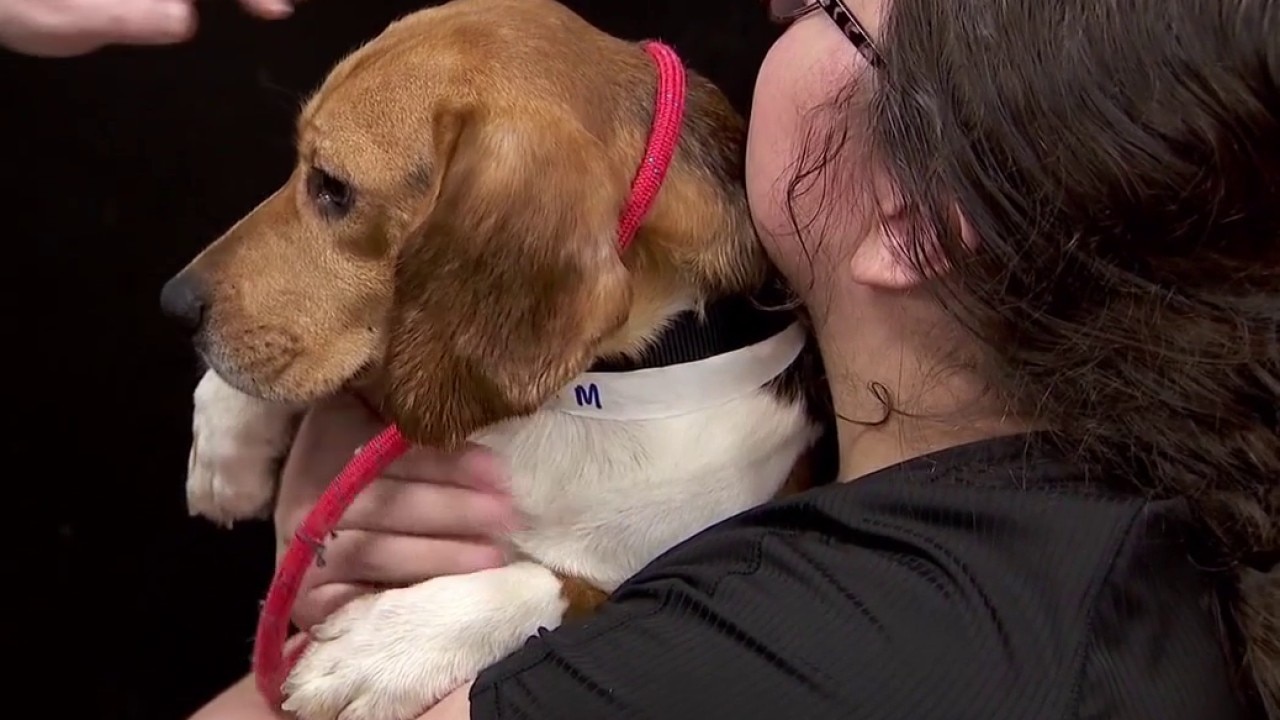 Beagles rescued from breeding farm arrive in MN