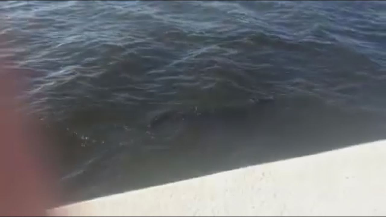 Gator seen swimming near Bayshore