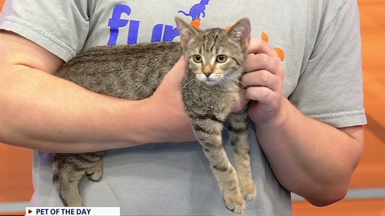 Pet of the day: Blake