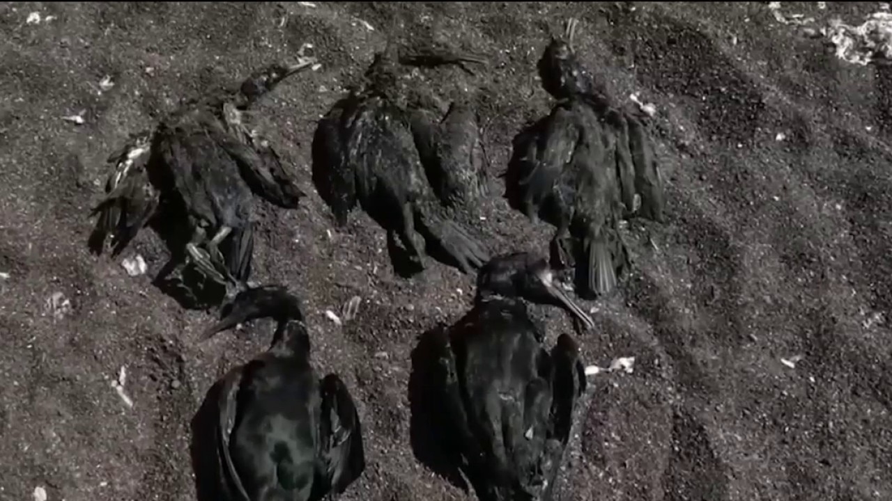 Marine heatwave killing seabirds and more in California