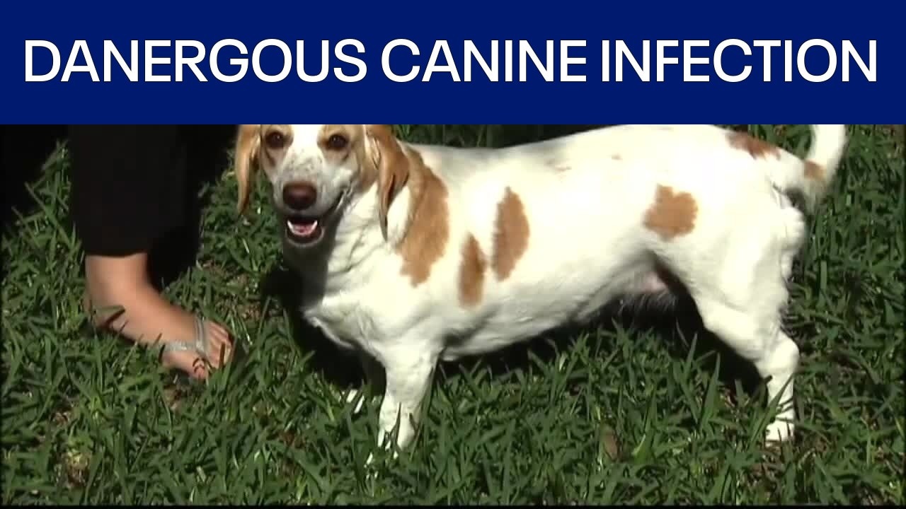 Canine Brucellosis warnings 