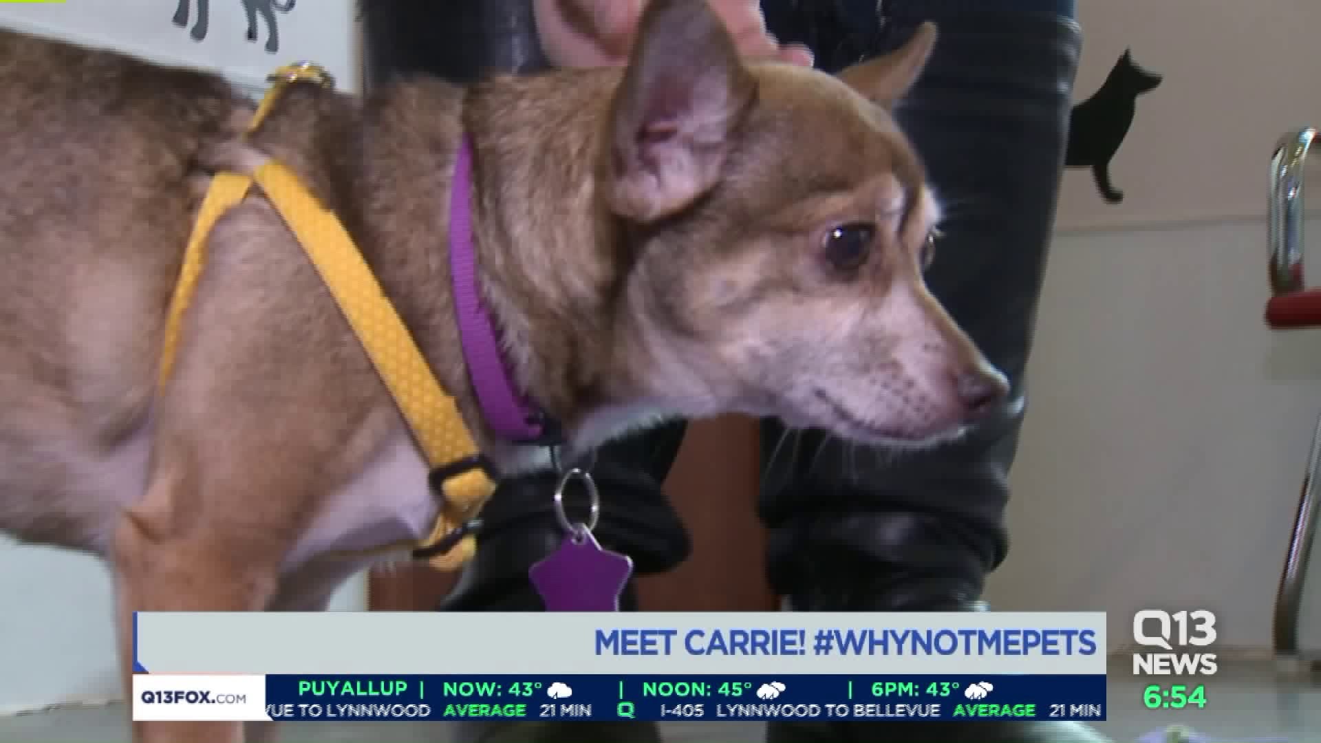 Meet Carrie! #WhyNotMePets