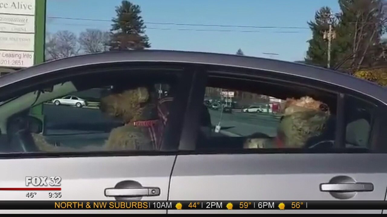 Dog lays on the horn in the driver's seat