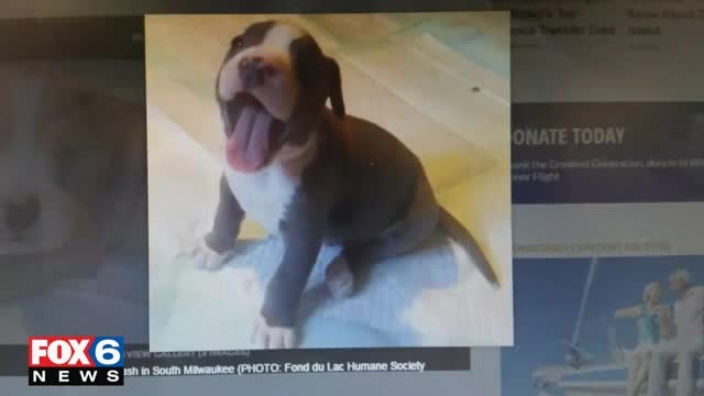 Puppies found in trash in South Milwaukee now a month old; listed for adoption