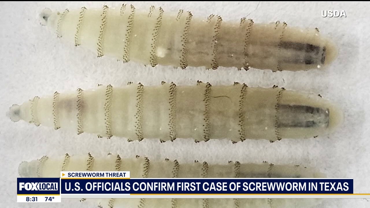 US officials confirm first case of screwworm in Texas