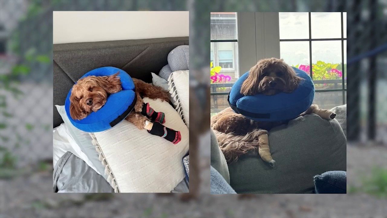 Chicago dog owners claim Hamlin Park renovations are injuring dogs