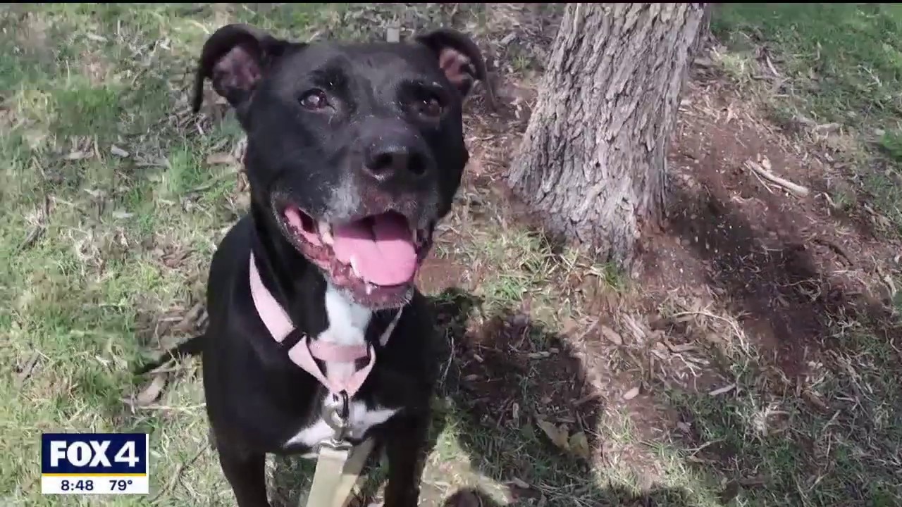 Dog of the Day: Ember