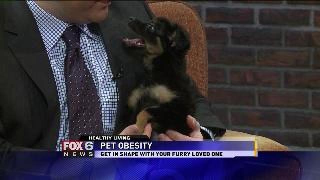 Signs your pet is overweight
