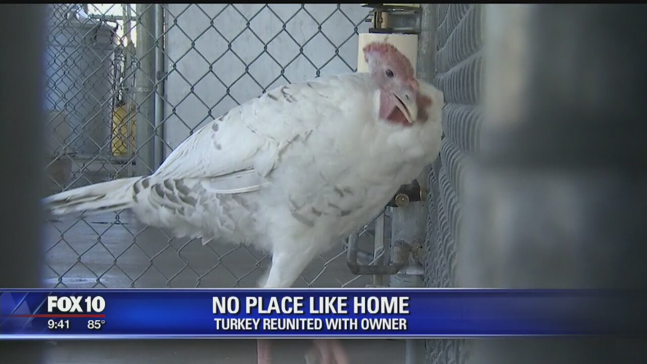 Lost valley turkey reunited with its owner
