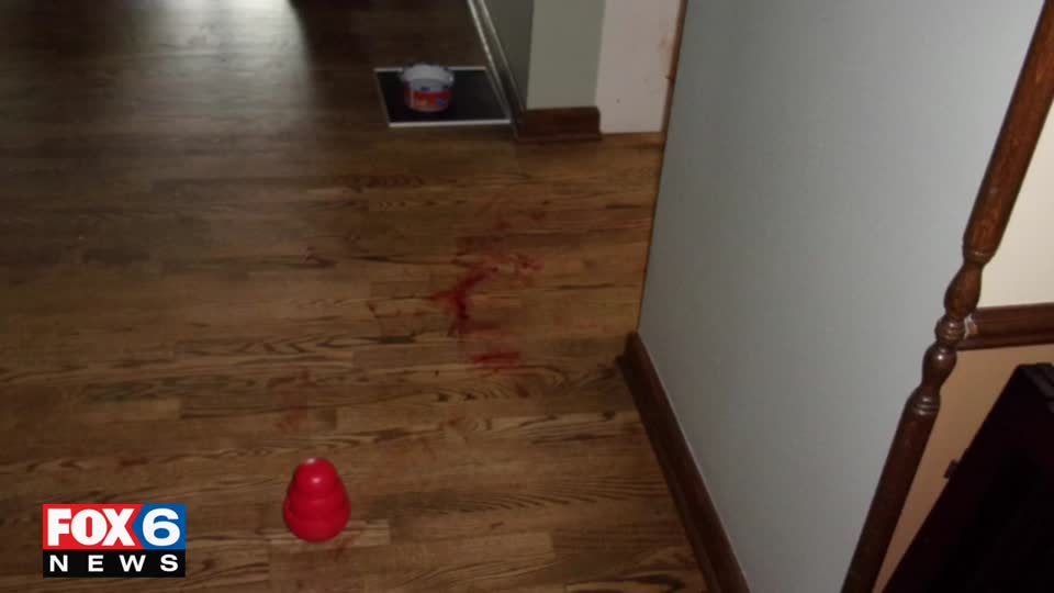 Dog attack