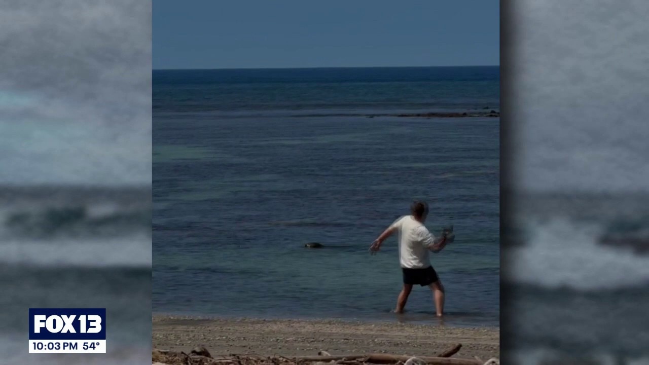 Hawaii monk seal rock thrower arrested, to appear in Seattle court