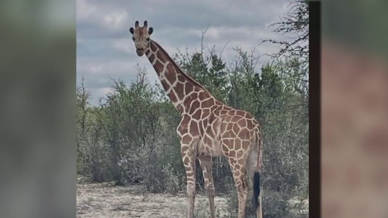 Gracie the giraffe: Experienced veterinarian leads rescue