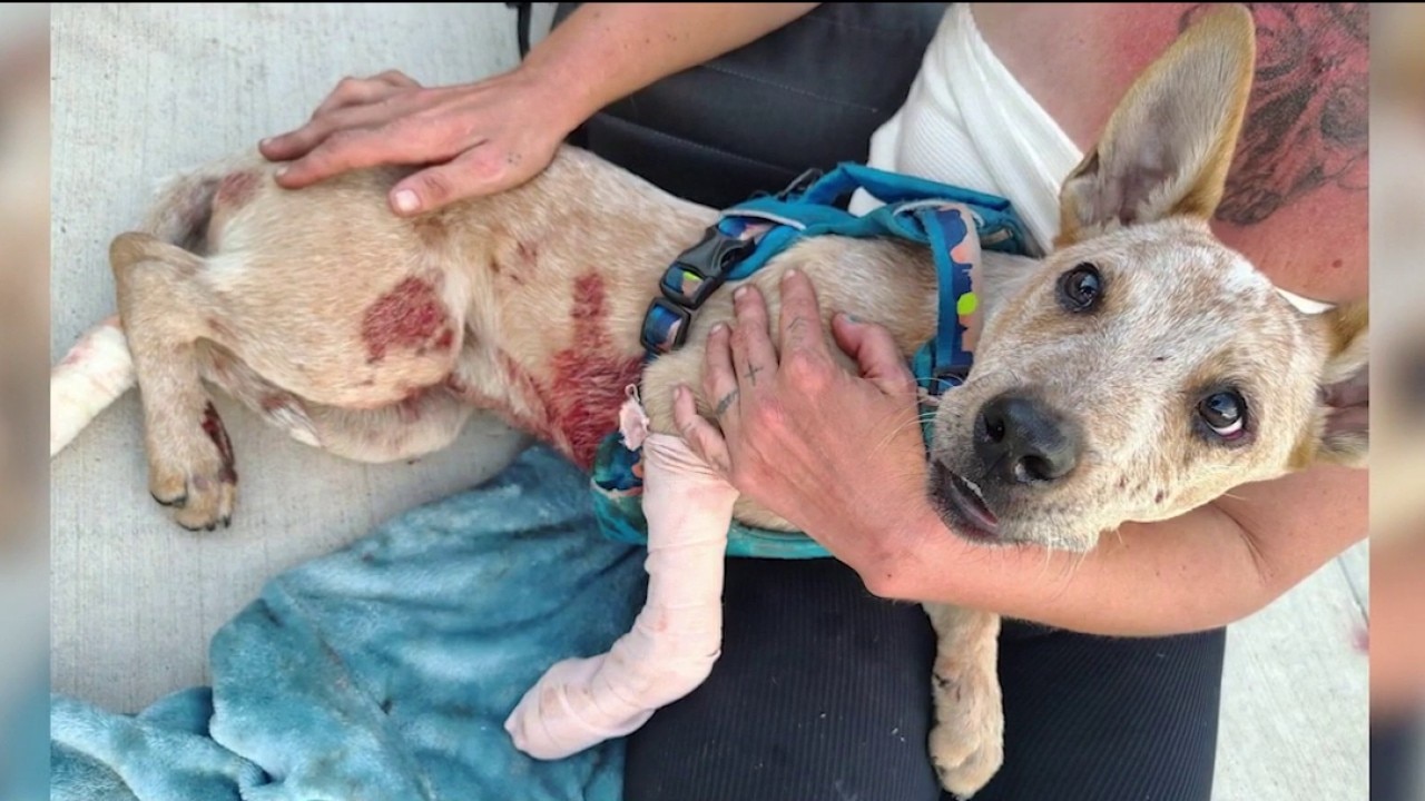 Dog dragged by light rail train in Phoenix 