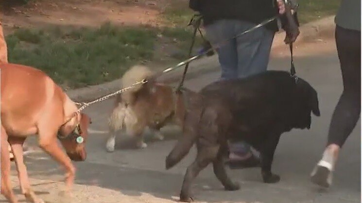 New drug to help large dogs live longer