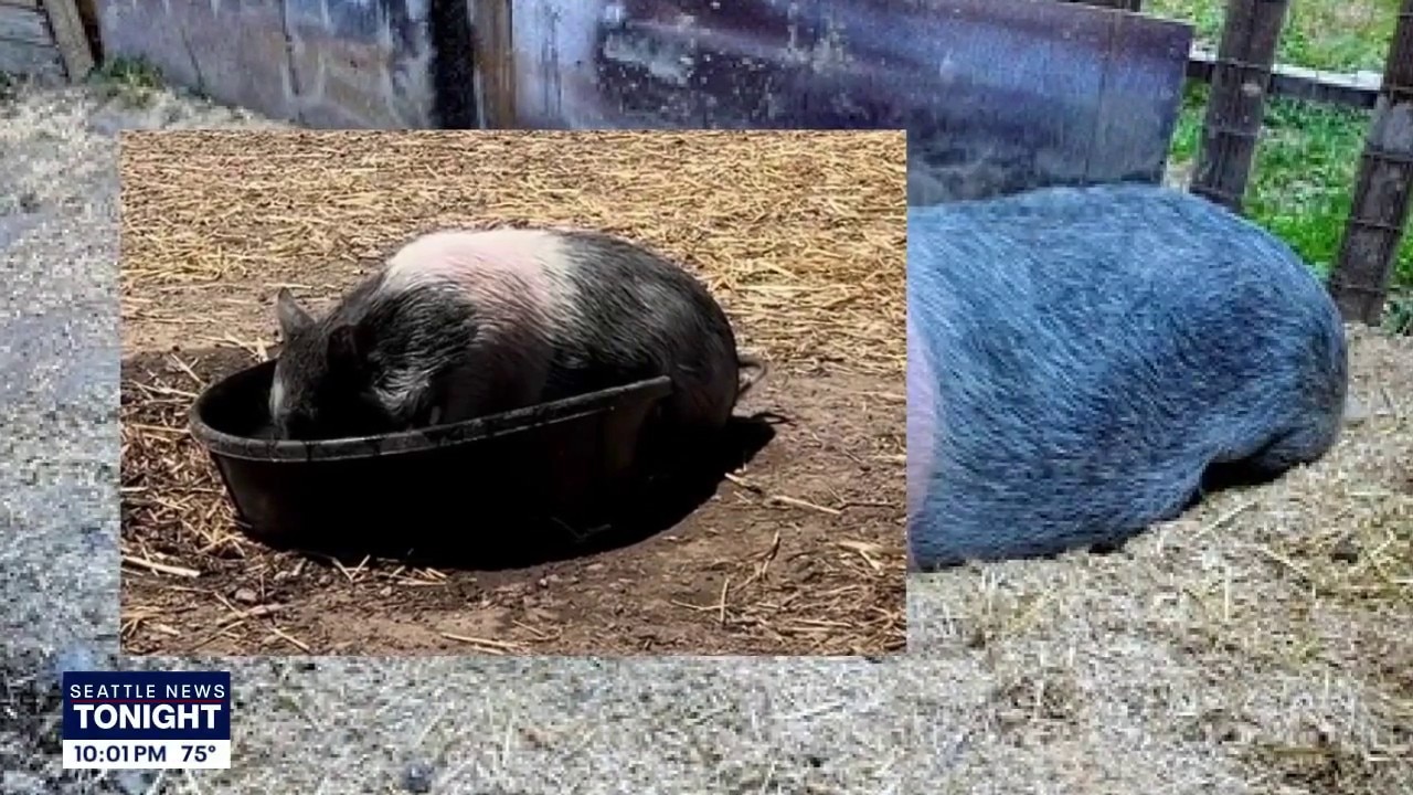 Vashon Island family searching for stolen pet pig
