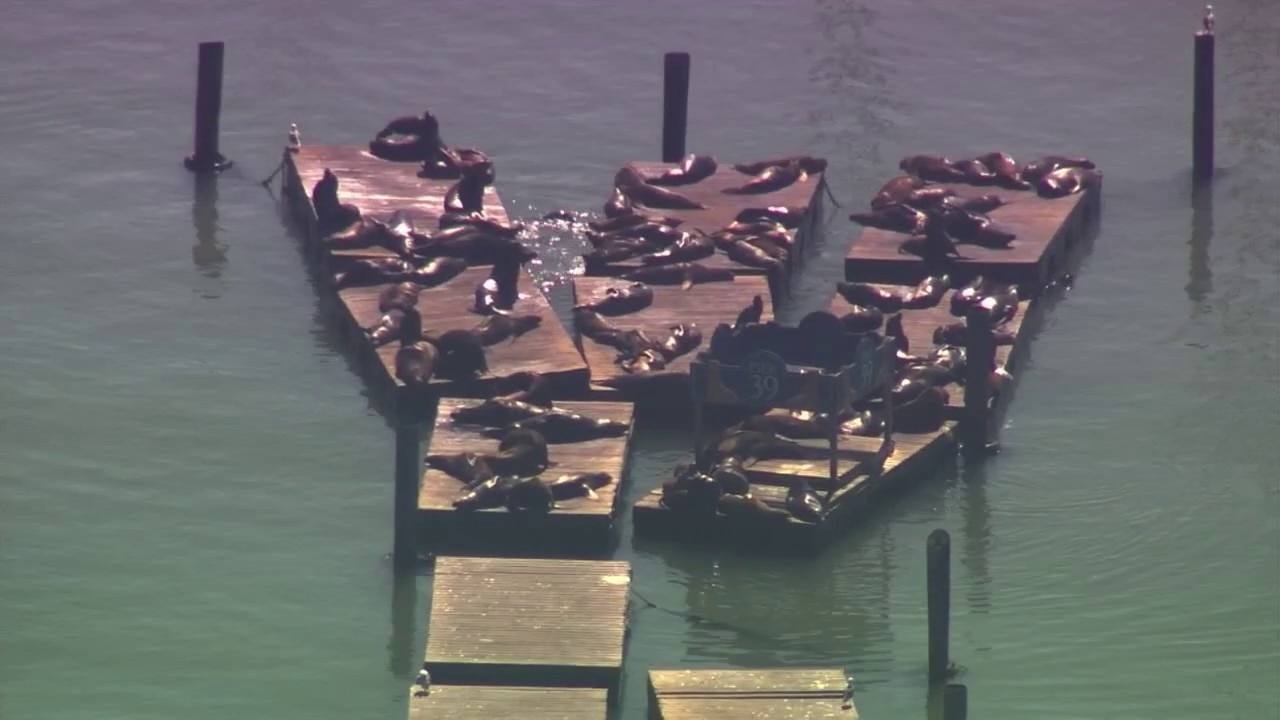 New Steller sea lion arrives at SF's Pier 39 – it's not Chonkers