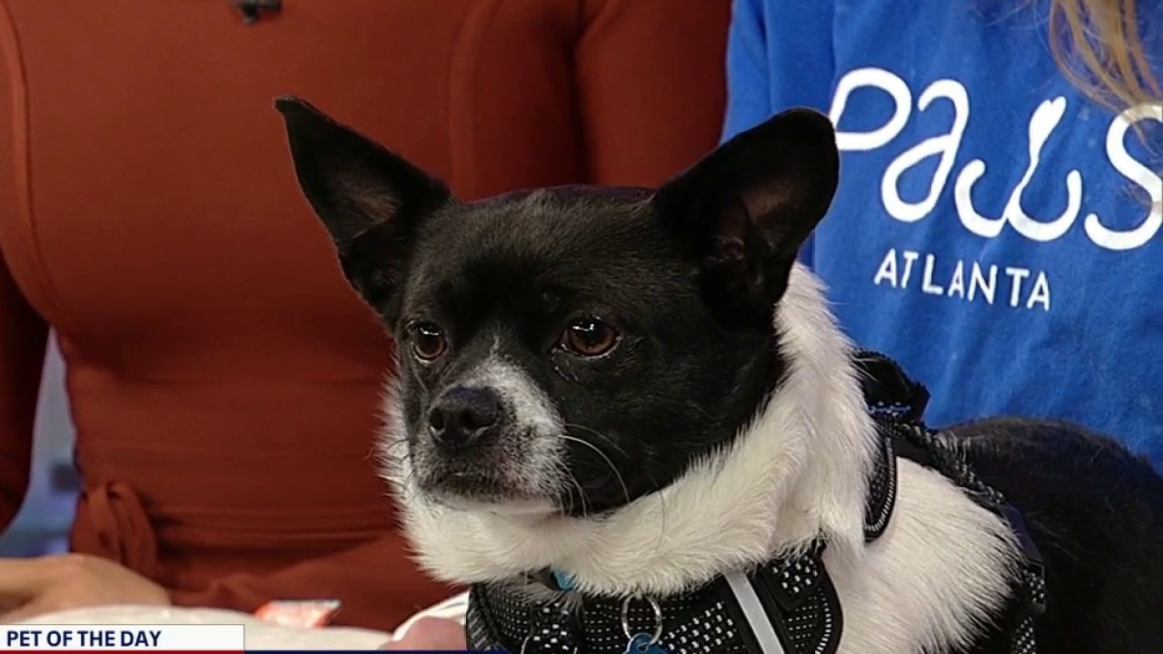 Pet of the day: Raleigh