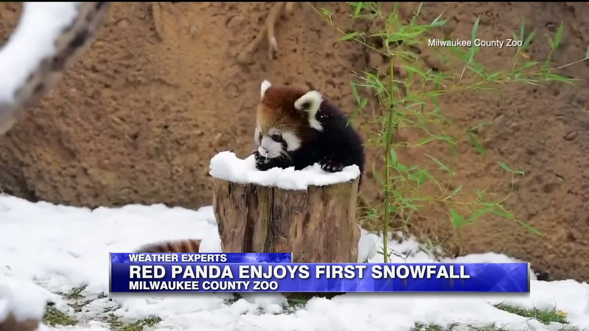 Panda at zoo