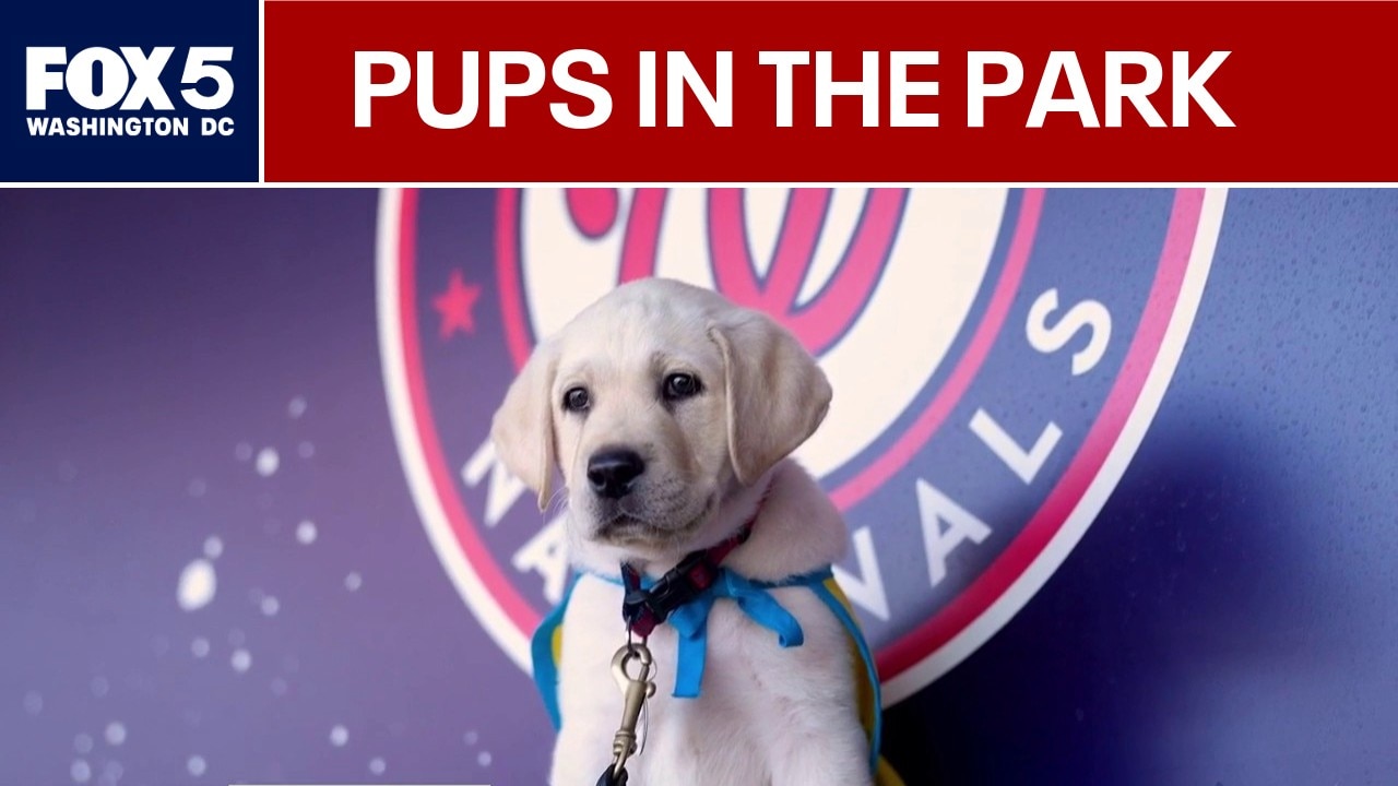 Pups in the Park returns as Washington Nationals celebrate new team dog