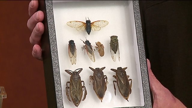 They`re creepy, crawly and sometimes deadly: Learn about our state`s scariest pests