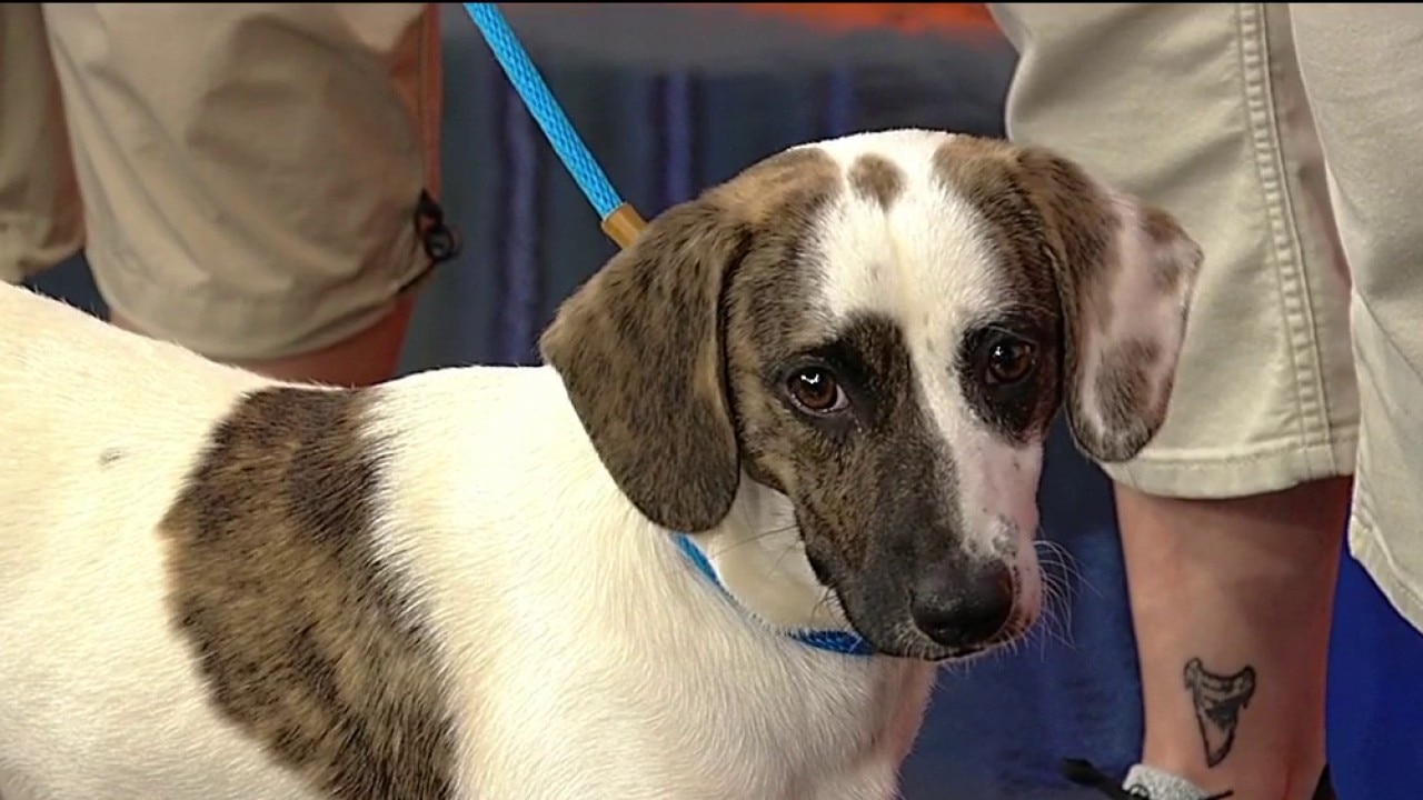 Pet of the day: Bonnet