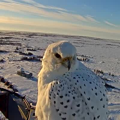 Gyrfalcon returns to same live cam