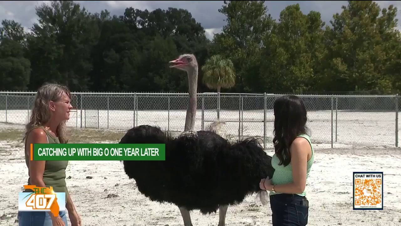 One year later: How community donations built a new home for Big O the rescued ostrich