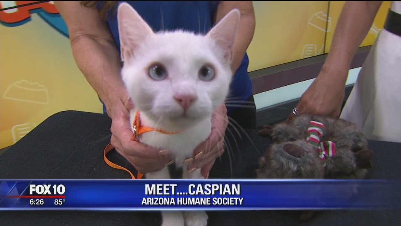 Pet of the Week - 8/24/19