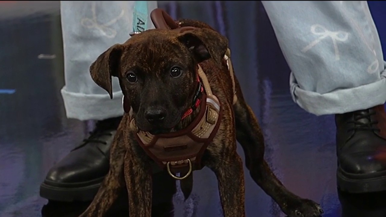 Pet of the Day: Meet Austin!