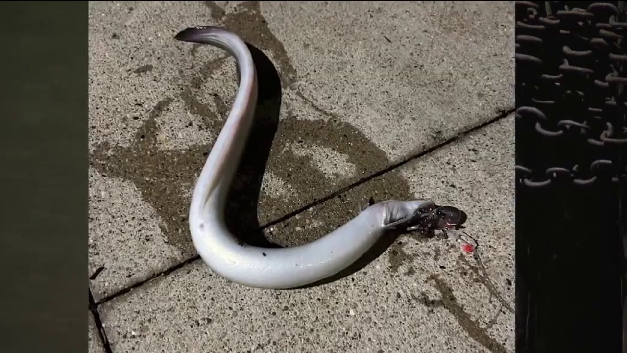 Rare American eel found in Chicago River