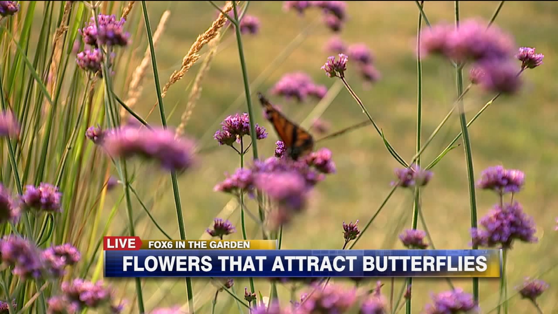 Flowers that attract butterflies