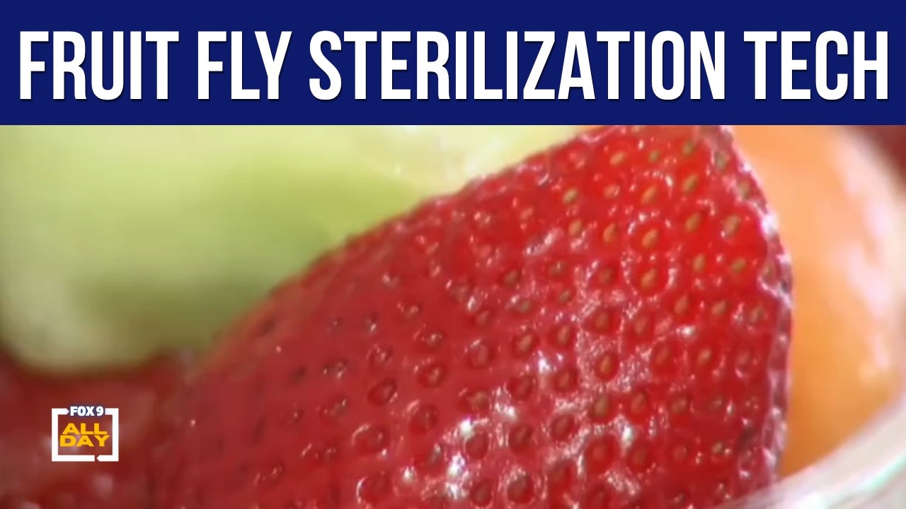 Minnesota startup takes on fruit flies without chemicals