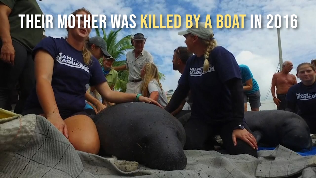 Twin manatees swim to freedom