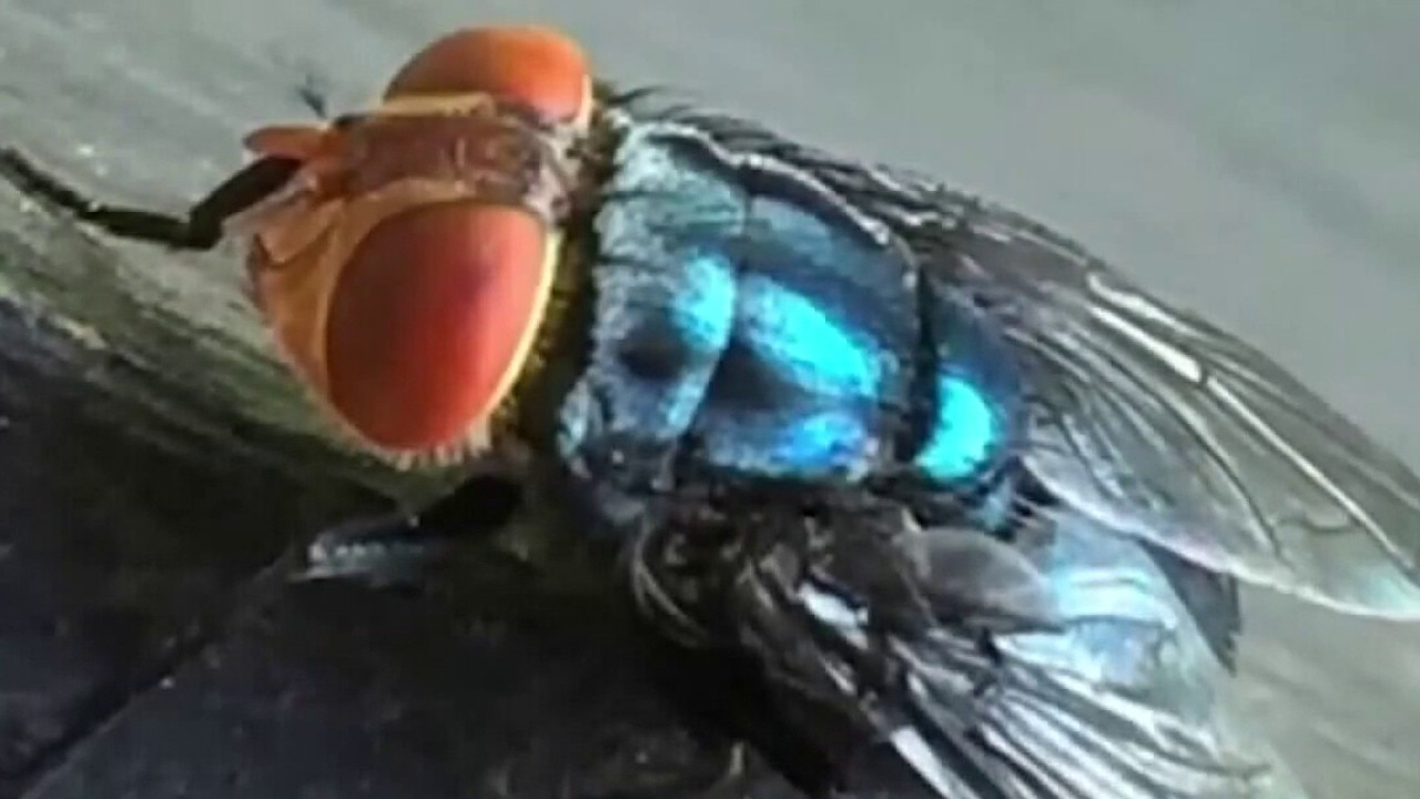 New World screwworm cases continue to increase