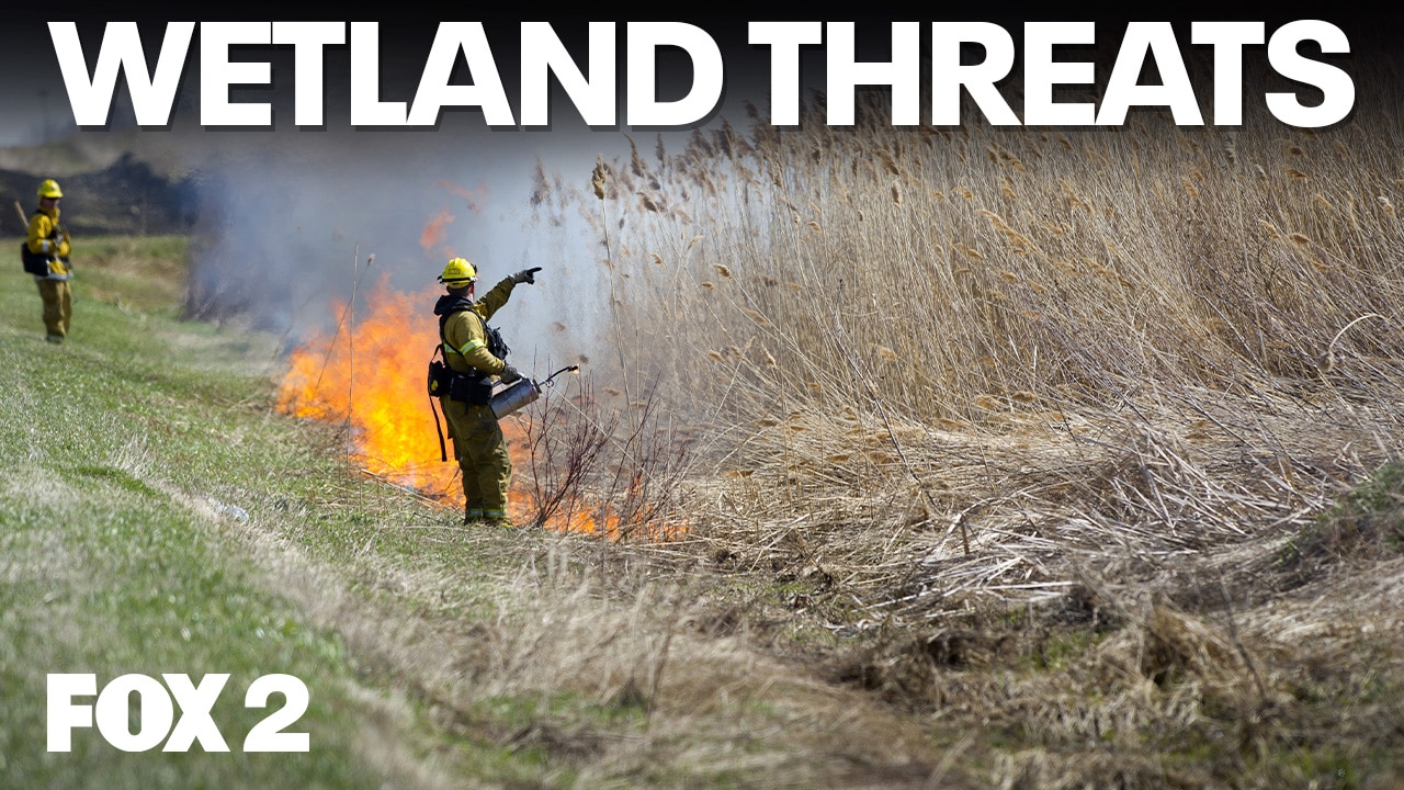 Invasive plants menace Michigan wetlands | Brother Nature