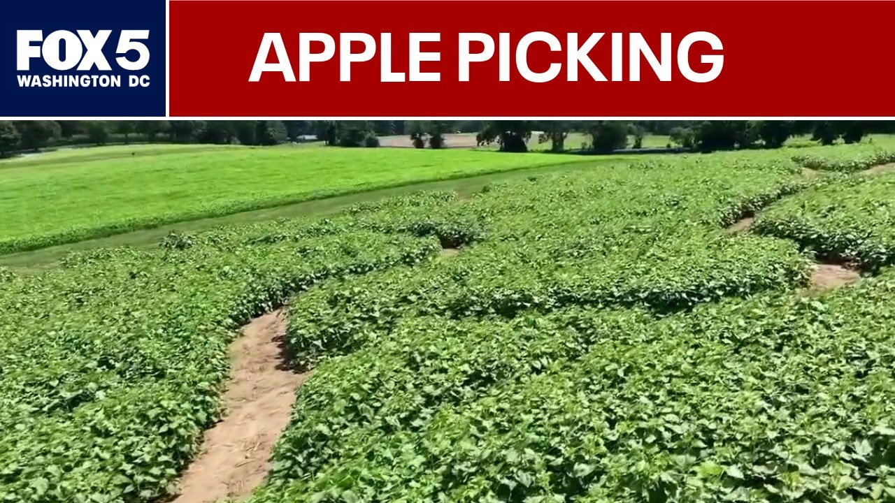 Limited apple picking in the DMV this year