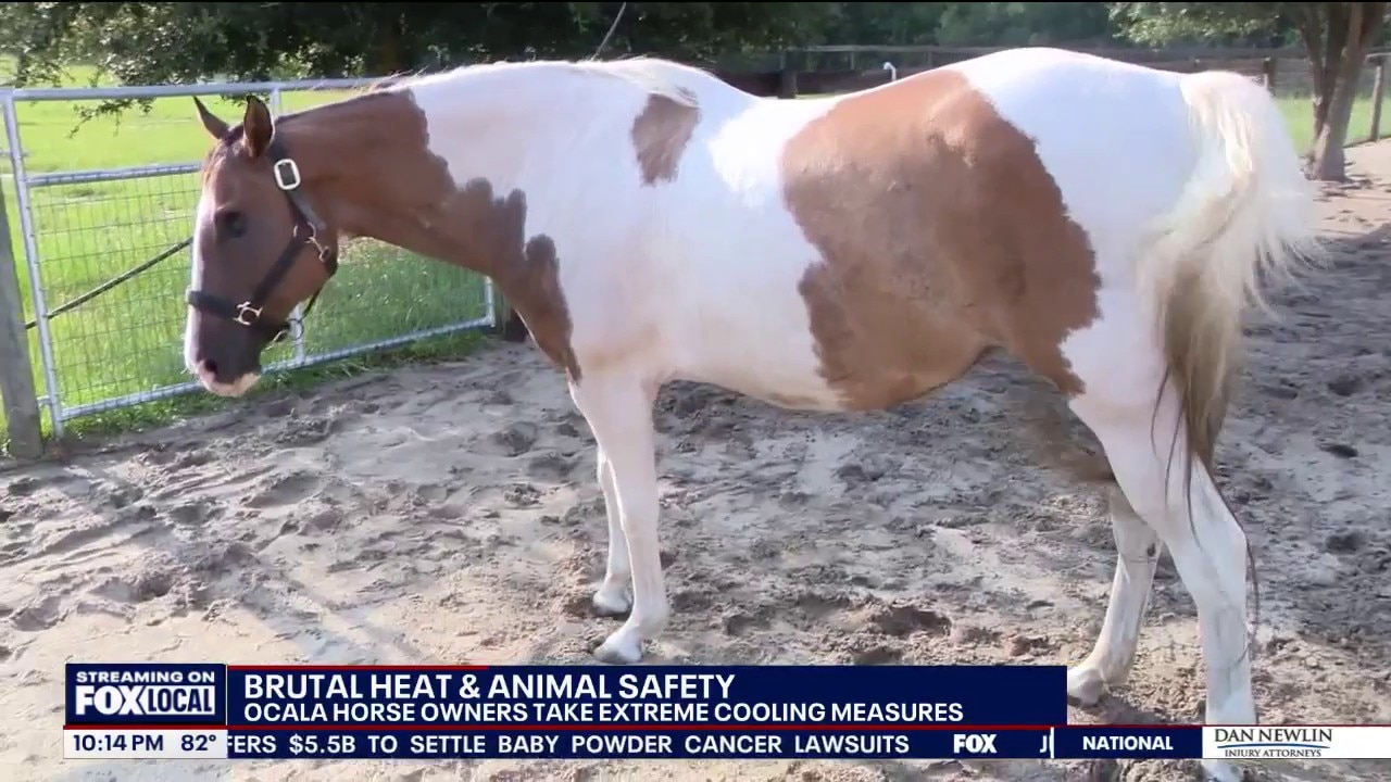 Ocala horse owners take extra precautions during extreme heat
