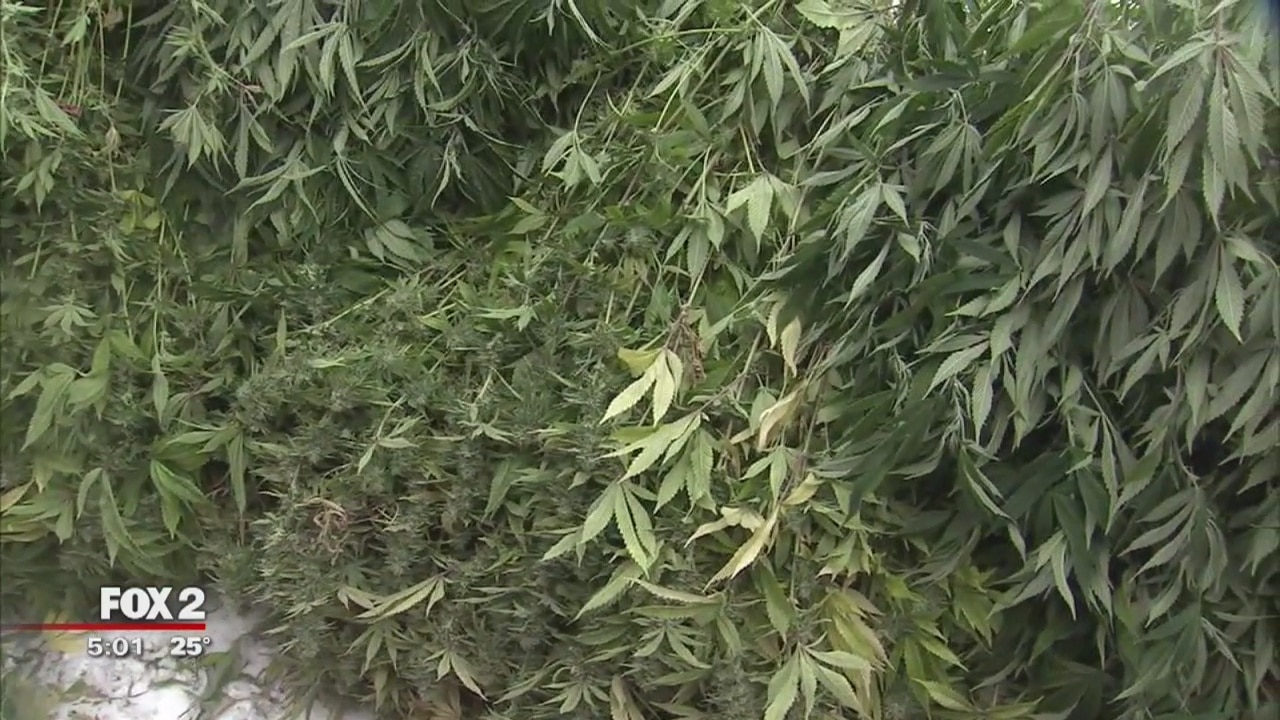 VIDEO: Massive pot bust on Detroit's east side
