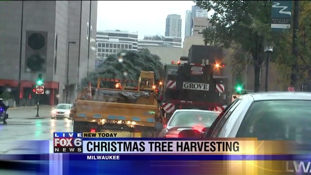 The Christmas Tree received a Milwaukee Police Department escort to City Hall