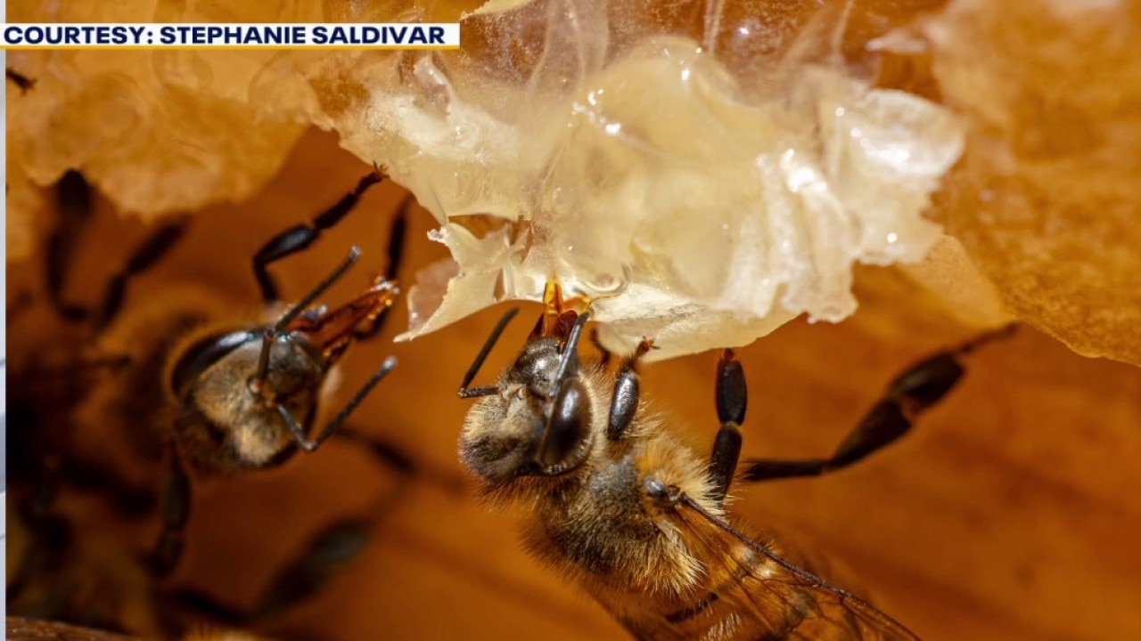 Kids Learn About Bees at Austin Workshop